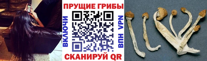 KRAKEN ссылки  закладки  Фокино  Псилоцибиновые грибы мицелий 